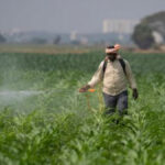 Odisha To Pre-Position Fertilizers, Seeds With Rs 1360 Cr Revolving Fund
