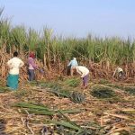 India Halts Sugarcane Diversion for Ethanol Production in 2026–27, Prioritises Domestic Sugar Supply
