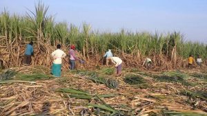 India Halts Sugarcane Diversion for Ethanol Production in 2026–27, Prioritises Domestic Sugar Supply