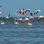 Chilika Wildlife Division Sets Up 22 Camps To Protect Migratory Birds