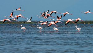 Chilika Wildlife Division Sets Up 22 Camps To Protect Migratory Birds