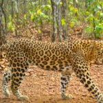 Leopard Populations Decline In Parts Of Odisha As Per WII Study