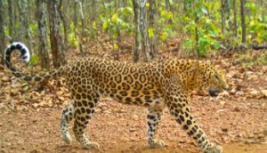 Leopard Populations Decline In Parts Of Odisha As Per WII Study