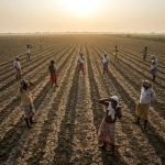 Andhra Pradesh Declares Drought in 21 Districts; 283 Mandals Classified as Severely Affected