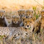 Kuno Celebrates a New Milestone: Five Cheetah Cubs Born as India’s Population Reaches 60